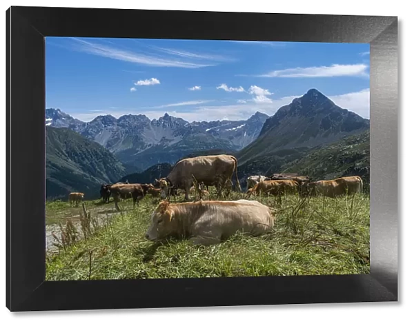 Cows on the Bernina mountains, St. Moritz, Engadine, Graubunden, Switzerland, Europe