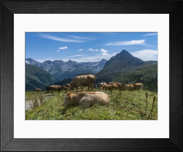 Framed Print : Cows on the Bernina mountains, St. Moritz, Engadine, Graubunden, Switzerland, Europe