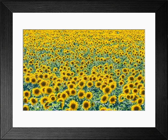 Framed Print : Field of sunflowers, Orenburg Oblast, Russia, Europe