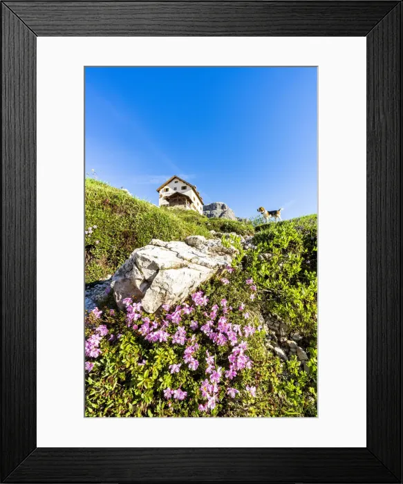 Framed Print : Cute Beagle dog in the flowering meadows surrounding Rifugio Zsigmondy Comici hut Framed Print : Cute Beagle dog in the flowering meadows surrounding Rifugio Zsigmondy Comici hut