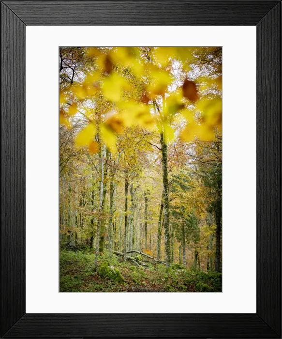 Framed Print : Autumn colors in the lush forest of Cansiglio, Treviso province, Veneto, Italy, Europe Framed Print : Autumn colors in the lush forest of Cansiglio, Treviso province, Veneto, Italy, Europe