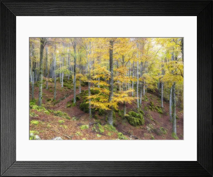 Framed Print : Autumn colors in the forest of Cansiglio in morning fog, Treviso province, Veneto, Italy Framed Print : Autumn colors in the forest of Cansiglio in morning fog, Treviso province, Veneto, Italy