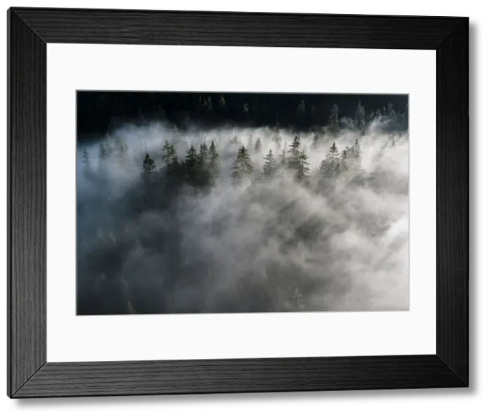 Framed Print : Trees of forest hidden by morning fog at dawn, Dolomites, Italy, Europe Framed Print : Trees of forest hidden by morning fog at dawn, Dolomites, Italy, Europe