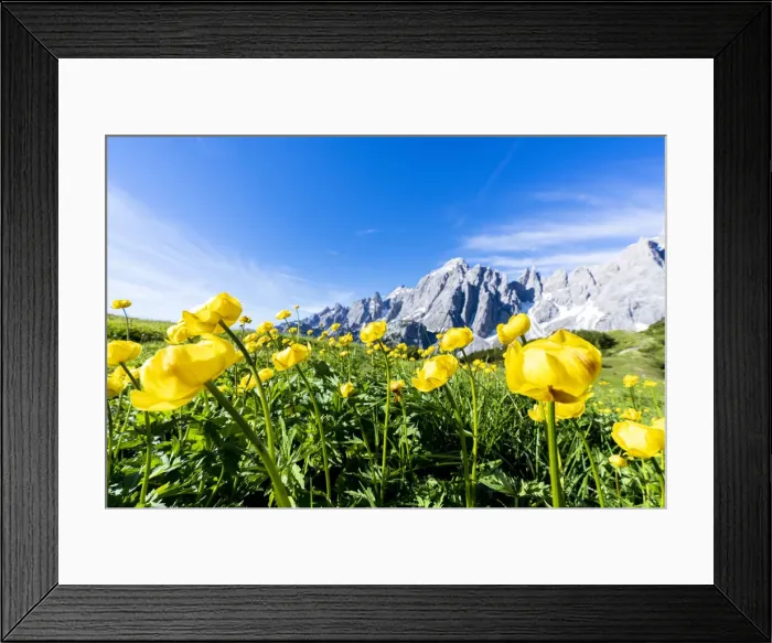 Framed Print : Bottondoro (globeflowers) (Trollius europaeus) flowers in bloom framing Cima dei Colesei Framed Print : Bottondoro (globeflowers) (Trollius europaeus) flowers in bloom framing Cima dei Colesei