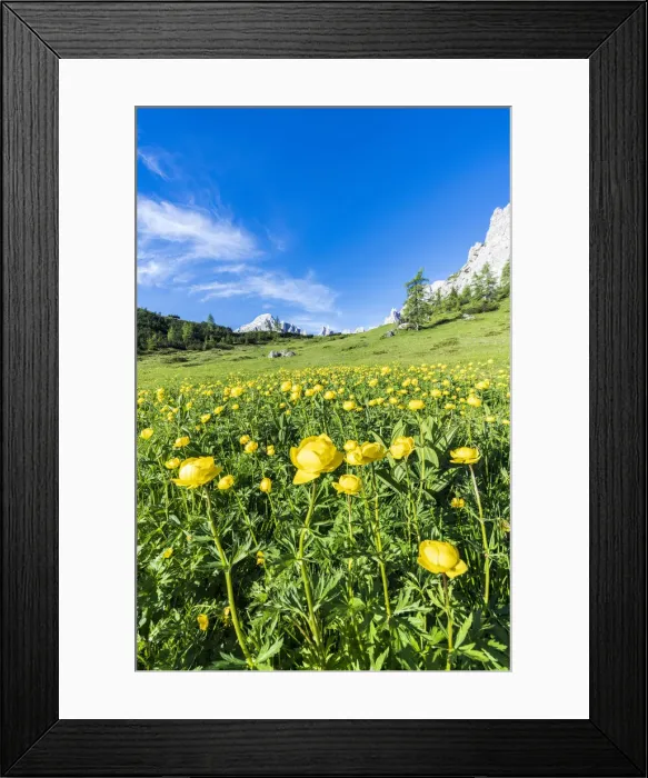 Framed Print : Globeflowers (Trollius europaeus) buttercup type flowers (Bottondoro Framed Print : Globeflowers (Trollius europaeus) buttercup type flowers (Bottondoro