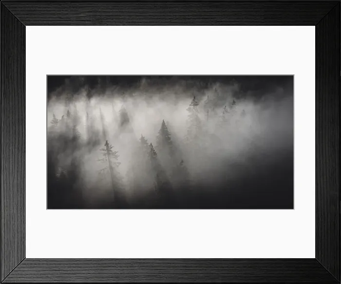 Framed Print : Dense fog covering the trees of forest at dawn, Italy, Europe Framed Print : Dense fog covering the trees of forest at dawn, Italy, Europe