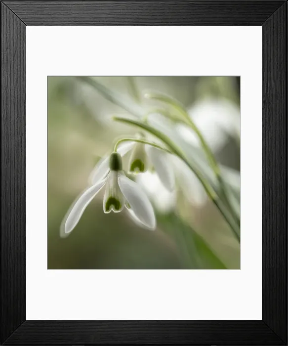 Framed Print : Close-up macro photograph of Snowdrops in North Yorkshire, England, United Kingdom Framed Print : Close-up macro photograph of Snowdrops in North Yorkshire, England, United Kingdom