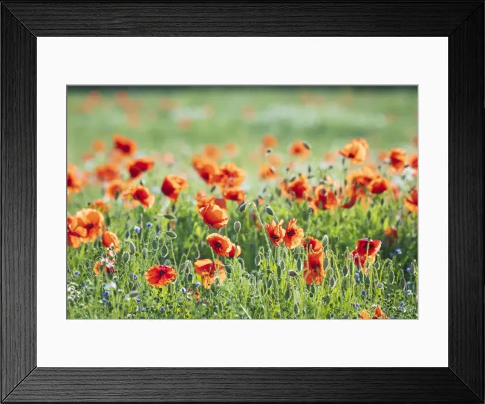 Framed Print : Poppies in a field of Flax near Easingwold, York, North Yorkshire, England Framed Print : Poppies in a field of Flax near Easingwold, York, North Yorkshire, England