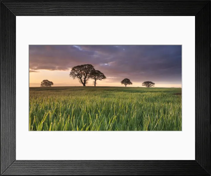 Framed Print : Daybreak over oak trees in a corn field near York, England, United Kingdom, Europe