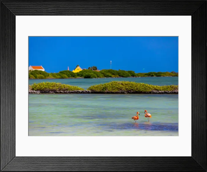 Framed Print : Flamingos lounging around in their natural habitat, Bonaire, Netherlands Antilles Framed Print : Flamingos lounging around in their natural habitat, Bonaire, Netherlands Antilles
