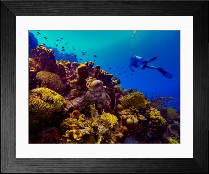 Framed Print : Man scuba diving while exploring the coral reefs of Bonaire, Netherlands Antilles Framed Print : Man scuba diving while exploring the coral reefs of Bonaire, Netherlands Antilles