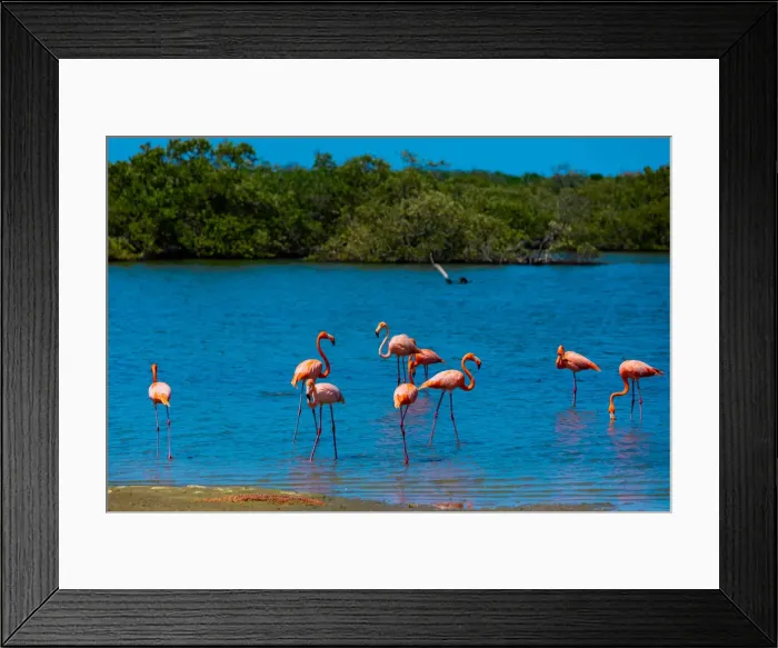 Framed Print : Flamingos lounging around in their natural habitat, Bonaire, Netherlands Antilles