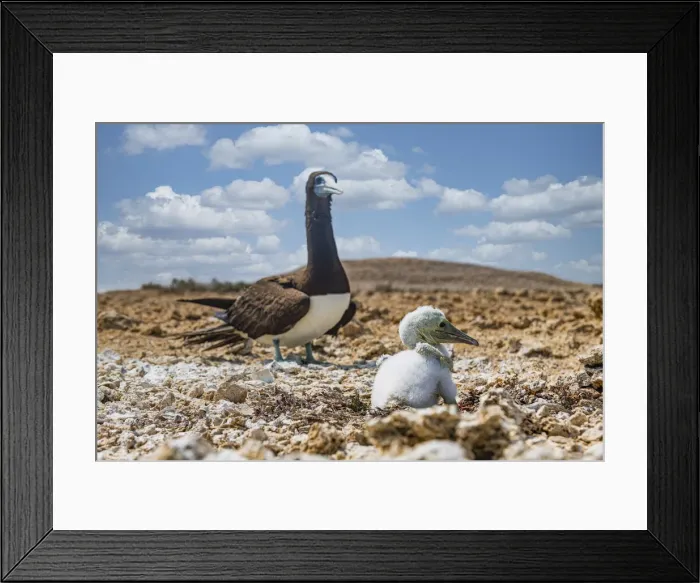 Framed Print : Brown Booby (Sula leucogaster) with its chick, Farasan islands, Kingdom of Saudi Arabia Framed Print : Brown Booby (Sula leucogaster) with its chick, Farasan islands, Kingdom of Saudi Arabia