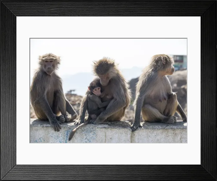 Framed Print : Baboons, Abha, Kingdom of Saudi Arabia, Middle East Framed Print : Baboons, Abha, Kingdom of Saudi Arabia, Middle East