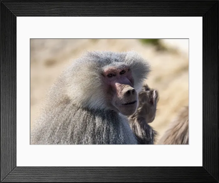 Framed Print : Baboon, Abha, Kingdom of Saudi Arabia, Middle East Framed Print : Baboon, Abha, Kingdom of Saudi Arabia, Middle East