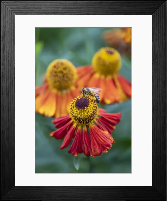 Framed Print : Honeybee on an orange coloured Helenium garden flower, Berkshire, England, United Kingdom Framed Print : Honeybee on an orange coloured Helenium garden flower, Berkshire, England, United Kingdom