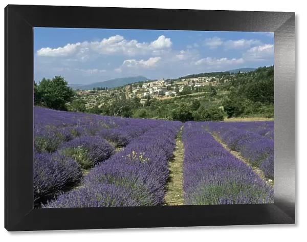 Field of purple lavender below the village of Aurel, Aurel, Vaucluse Department