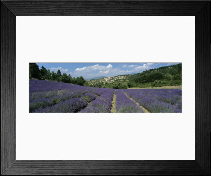 Framed Print : Field of purple lavender below the village of Aurel, Aurel, Vaucluse Department Framed Print : Field of purple lavender below the village of Aurel, Aurel, Vaucluse Department