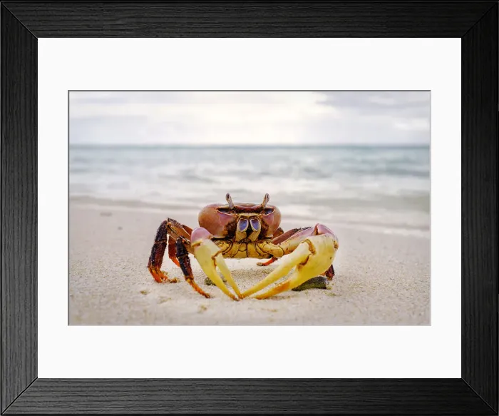 Framed Print : Red crab, Cocos (Keeling) Islands, Indian Ocean, Asia Framed Print : Red crab, Cocos (Keeling) Islands, Indian Ocean, Asia