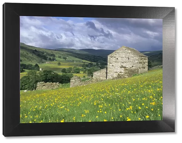 Traditional stone barn and buttercup meadow in Swaledale with stormy sky, Gunnerside