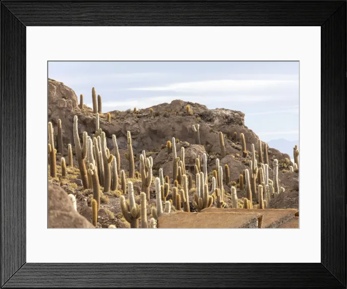 Framed Print : Cardon cactus (Echinopsis atacamensis), growing near the entrance to Isla Incahuasi Framed Print : Cardon cactus (Echinopsis atacamensis), growing near the entrance to Isla Incahuasi