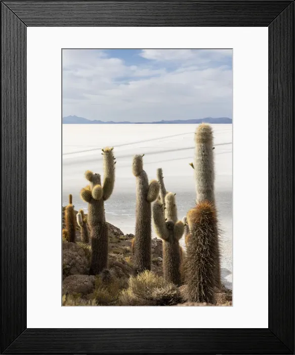 Framed Print : A forest of giant cardon cactus (Echinopsis atacamensis) growing on Isla Incahuasi Framed Print : A forest of giant cardon cactus (Echinopsis atacamensis) growing on Isla Incahuasi