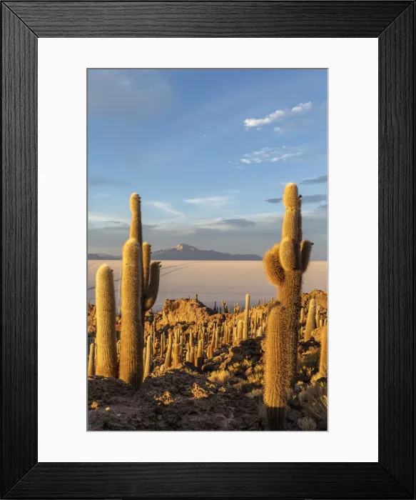Framed Print : A forest of giant cardon cactus (Echinopsis atacamensis) at sunset on Isla Incahuasi Framed Print : A forest of giant cardon cactus (Echinopsis atacamensis) at sunset on Isla Incahuasi