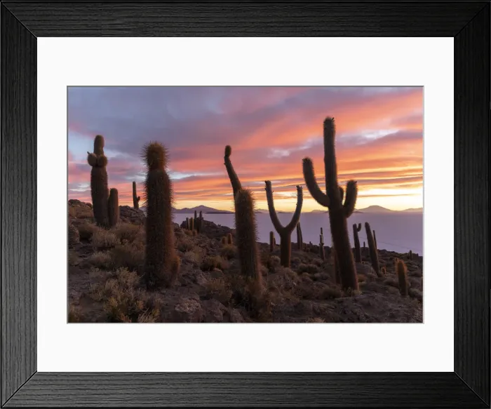 Framed Print : A forest of giant cardon cactus (Echinopsis atacamensis) at sunset on Isla Incahuasi Framed Print : A forest of giant cardon cactus (Echinopsis atacamensis) at sunset on Isla Incahuasi
