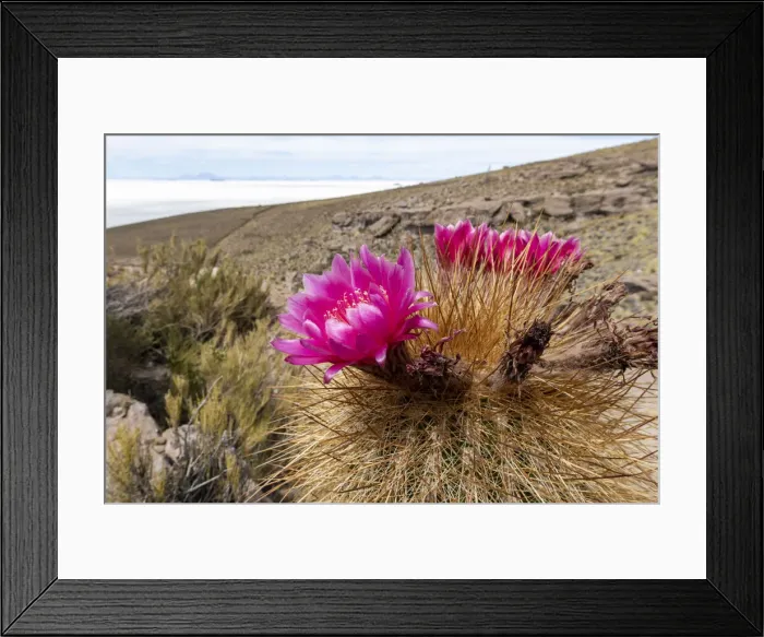 Framed Print : Silver torch (Cleistocactus strausii), flowering near the salt flats in Salar de Uyuni Framed Print : Silver torch (Cleistocactus strausii), flowering near the salt flats in Salar de Uyuni