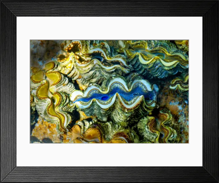Framed Print : Clams, Cocos (Keeling) Islands, Indian Ocean, Asia Framed Print : Clams, Cocos (Keeling) Islands, Indian Ocean, Asia