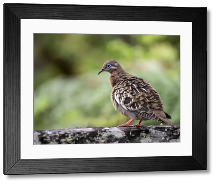 Framed Print : An adult Galapagos dove (Zenaida galapagoensis) in the highlands of Santa Cruz Island Framed Print : An adult Galapagos dove (Zenaida galapagoensis) in the highlands of Santa Cruz Island