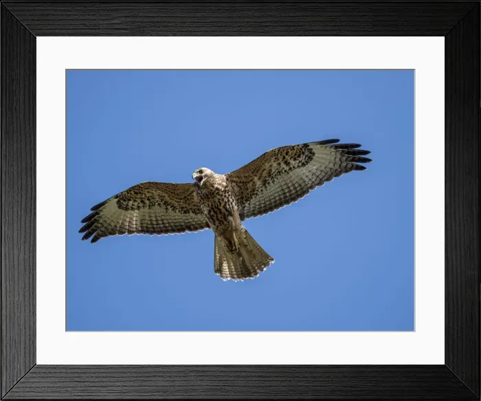 Framed Print : A juvenile Galapagos hawk (Buteo galapagoensis) in flight, Fernandina Island, Galapagos Framed Print : A juvenile Galapagos hawk (Buteo galapagoensis) in flight, Fernandina Island, Galapagos