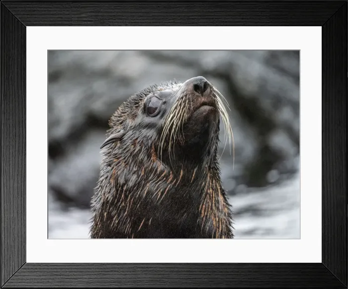 Framed Print : An adult Galapagos fur seal (Arctocephalus galapagoensis), Santiago Island, Galapagos Framed Print : An adult Galapagos fur seal (Arctocephalus galapagoensis), Santiago Island, Galapagos
