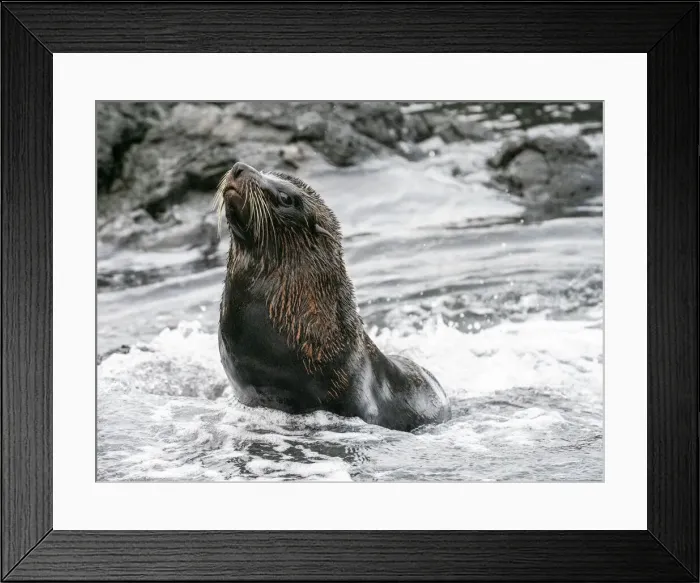 Framed Print : An adult Galapagos fur seal (Arctocephalus galapagoensis), Santiago Island, Galapagos