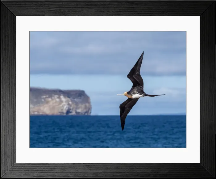 Framed Print : A juvenile great frigatebird (Fregata minor) in flight on North Seymour Island, Galapagos Framed Print : A juvenile great frigatebird (Fregata minor) in flight on North Seymour Island, Galapagos