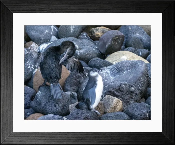 Framed Print : A juvenile Galapagos penguin (Spheniscus mendiculus) with a flightless cormorant Framed Print : A juvenile Galapagos penguin (Spheniscus mendiculus) with a flightless cormorant