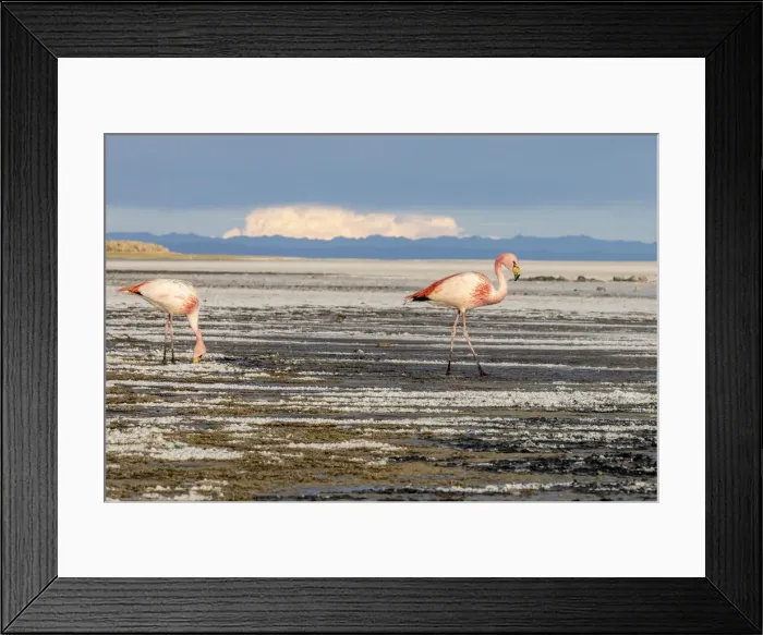 Framed Print : A pair of adult Jamess flamingos (Phoenicoparrus jamesi) Framed Print : A pair of adult Jamess flamingos (Phoenicoparrus jamesi)