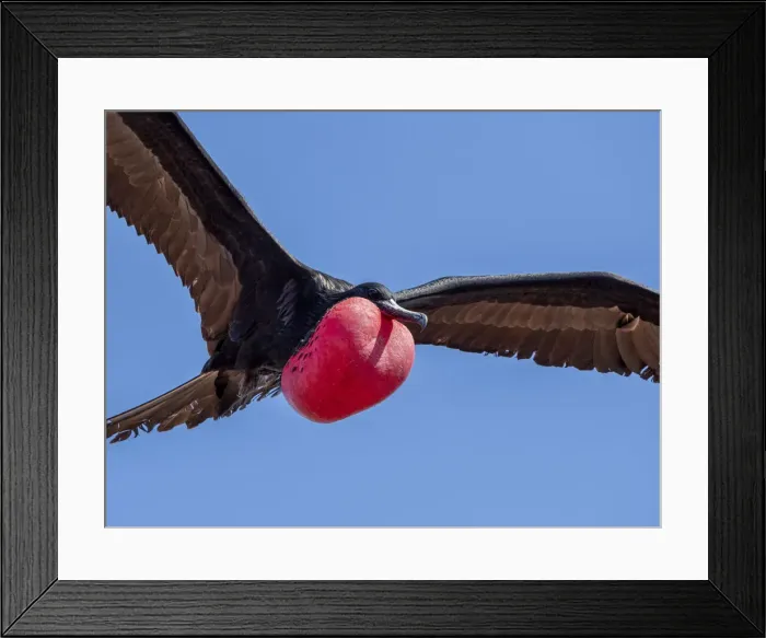 Framed Print : An adult male great frigatebird (Fregata minor) in flight with extended gular Framed Print : An adult male great frigatebird (Fregata minor) in flight with extended gular
