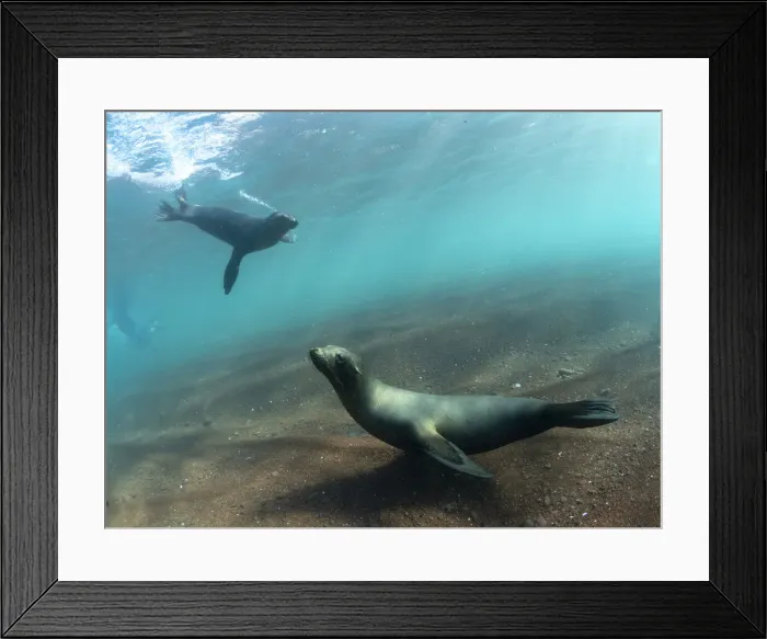 Framed Print : Adult Galapagos sea lions (Zalophus wollebaeki) underwater on Rabida Island, Galapagos