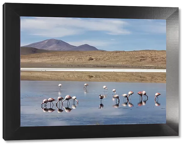 Flamingos feeding in Laguna Canapa, an endorheic salt lake in the altiplano