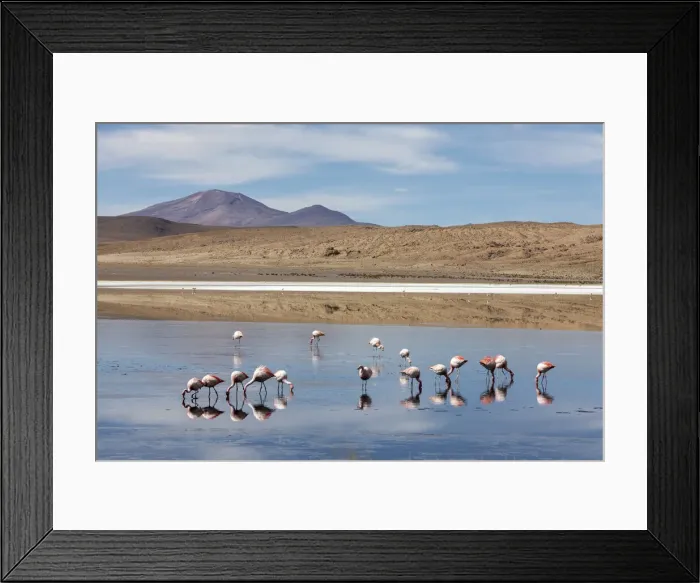 Framed Print : Flamingos feeding in Laguna Canapa, an endorheic salt lake in the altiplano Framed Print : Flamingos feeding in Laguna Canapa, an endorheic salt lake in the altiplano