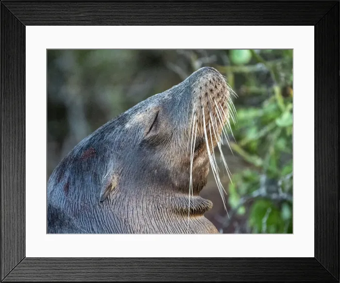 Framed Print : Galapagos sea lion (Zalophus wollebaeki), head detail, on North Seymour Island, Galapagos
