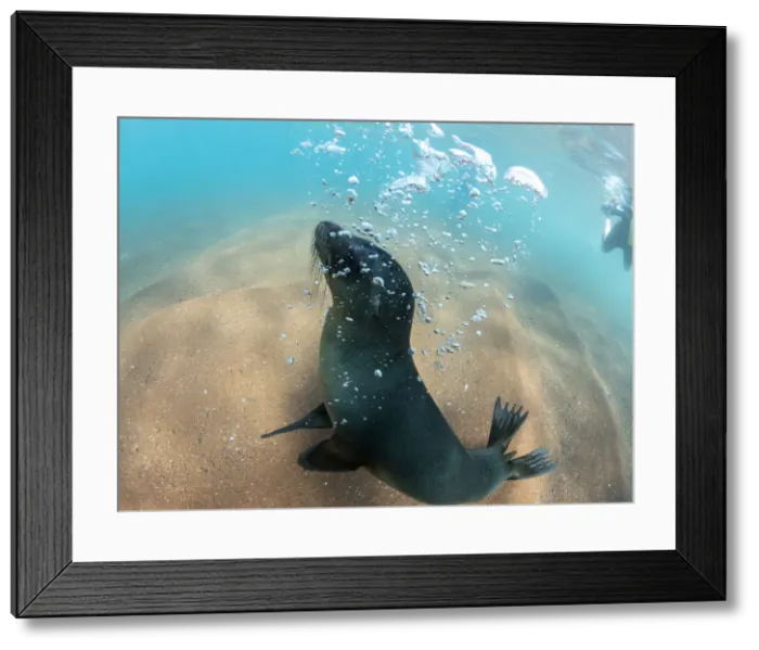 Framed Print : Juvenile Galapagos sea lion (Zalophus wollebaeki) underwater on Rabida Island, Galapagos Framed Print : Juvenile Galapagos sea lion (Zalophus wollebaeki) underwater on Rabida Island, Galapagos