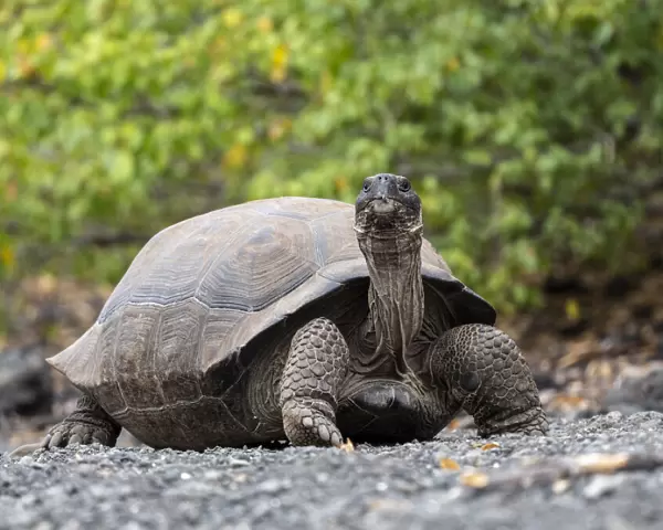 A Galapagos giant tortoise (Chelonoidis spp) in Urbina Bay, Isabela Island, Galapagos