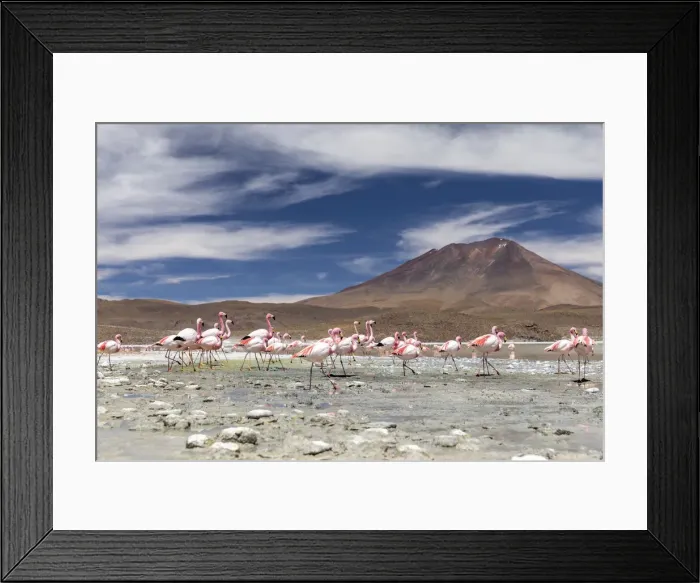 Framed Print : Flamingos feeding in Laguna Canapa, an endorheic salt lake in the altiplano Framed Print : Flamingos feeding in Laguna Canapa, an endorheic salt lake in the altiplano