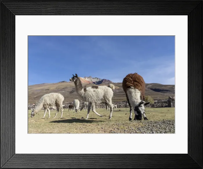 Framed Print : Llamas (Lama glama), feeding near Coqueza, a small town near the Thunupa Volcano Framed Print : Llamas (Lama glama), feeding near Coqueza, a small town near the Thunupa Volcano