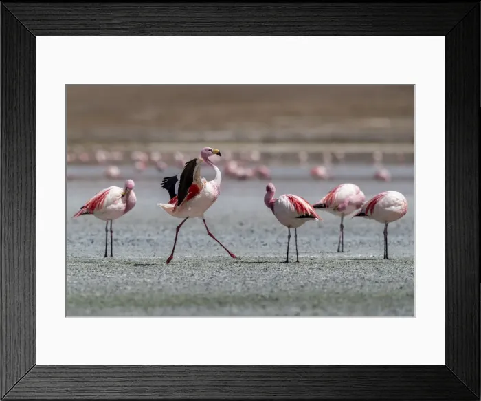 Framed Print : Rare Jamess flamingos (Phoenicoparrus jamesi), Eduardo Avaroa Andean Fauna National Framed Print : Rare Jamess flamingos (Phoenicoparrus jamesi), Eduardo Avaroa Andean Fauna National