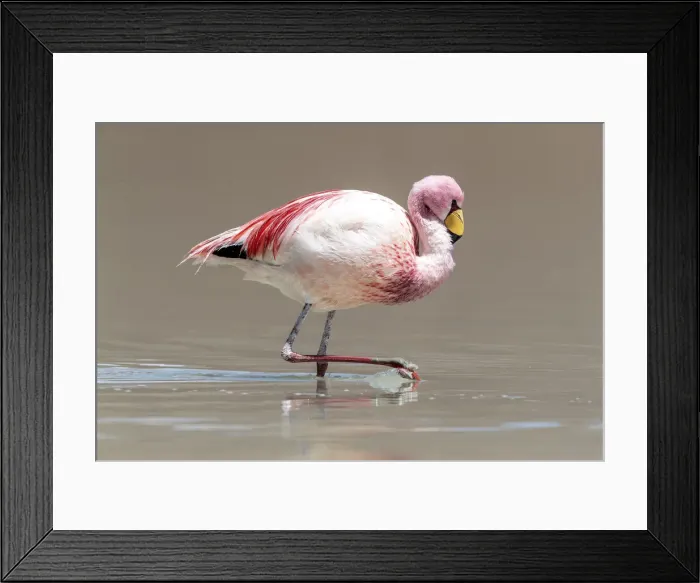 Framed Print : Rare Jamess flamingo (Phoenicoparrus jamesi), Eduardo Avaroa Andean Fauna National Framed Print : Rare Jamess flamingo (Phoenicoparrus jamesi), Eduardo Avaroa Andean Fauna National