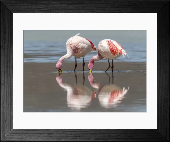 Framed Print : Rare Jamess flamingos (Phoenicoparrus jamesi), Eduardo Avaroa Andean Fauna National Framed Print : Rare Jamess flamingos (Phoenicoparrus jamesi), Eduardo Avaroa Andean Fauna National