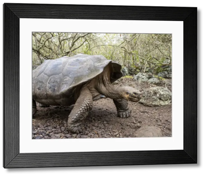 Framed Print : A Galapagos giant tortoise (Chelonoidis spp), Galapagos National Park Framed Print : A Galapagos giant tortoise (Chelonoidis spp), Galapagos National Park